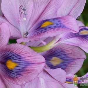 凤眼莲的生活习性 凤眼莲的特征