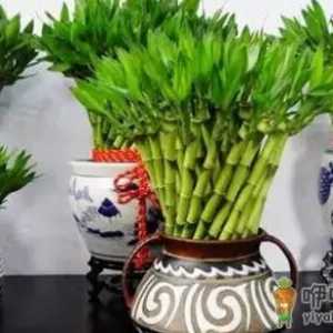 富贵竹这么养才长得旺盛