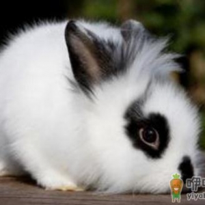 狮子头兔的饲养方法是什么？