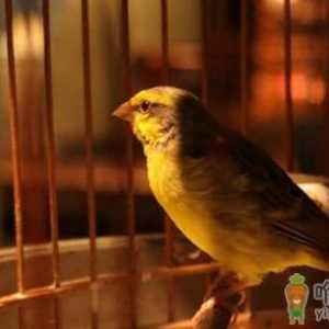 家里养鸟可以促进身心健康