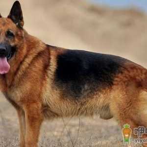 冬季保暖给德国牧羊犬穿衣服需要注意哪些