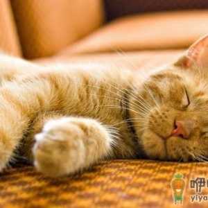 美国卷耳猫感染猫瘟应该如何治疗