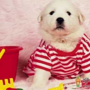 如何为给狗狗挑选衣服