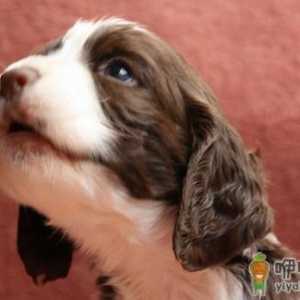 史宾格犬如何喂养？史宾格犬的简介