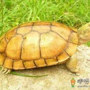 金钱龟的介绍-金钱龟怎么养？