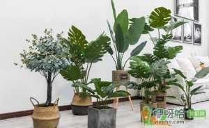 室内绿植可以净化空气吗