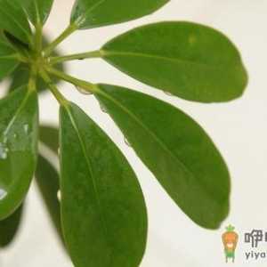 摇钱树的养殖方法-摇钱树的特征
