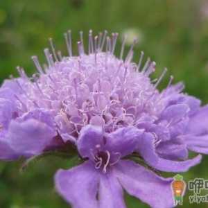 室内观叶植物的管理办法