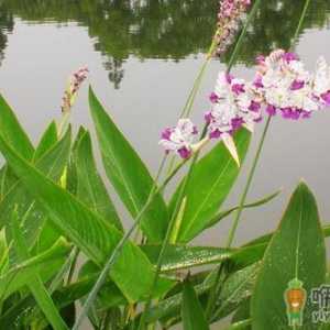 再力花的简介 再力花的种植方法