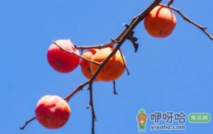 柿子是热性还是凉性
