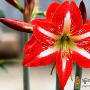 养花必学：给花卉换盆的方法