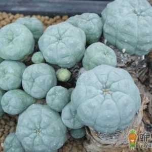 乌羽玉怎么种植？乌羽玉的简介