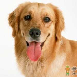 狗狗总是乱咬怎么办？教你给狗狗挑选玩具