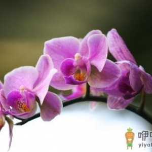 兰花都有哪些分类？