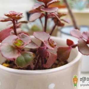 小球玫瑰是什么？小球玫瑰的养殖方法