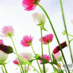 鲜花保鲜剂介绍-鲜花保鲜的方法