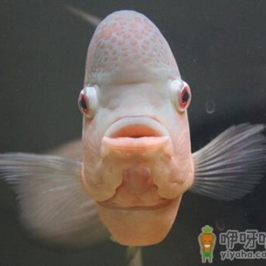 罗汉鱼的品种-罗汉鱼的风水学应用
