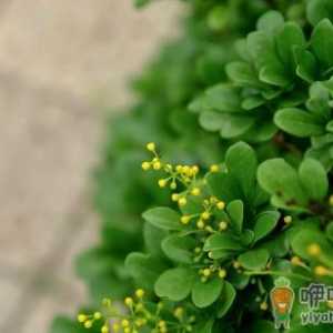 夏季如何给米兰花浇水？