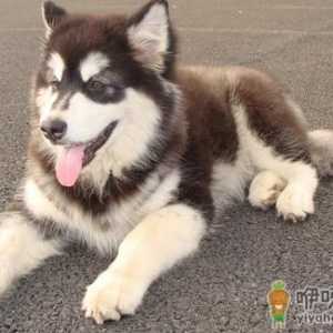阿拉斯加雪橇犬怎么训练？
