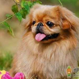 北京犬怎么喂养？京巴犬多少钱一只？