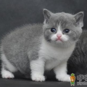 怎么训练可爱猫咪学握手