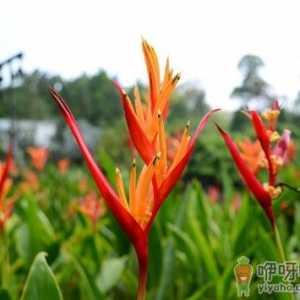 天堂鸟花与家居风格的搭配-天堂鸟花的风水学应用