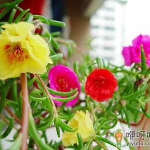 半支莲对家居环境的影响-半支莲的风水学应用