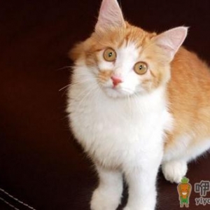 土耳其安哥拉猫的生活习性是什么？