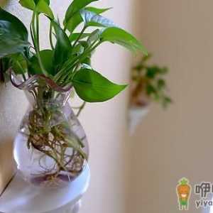 绿萝是什么？绿萝的自我介绍