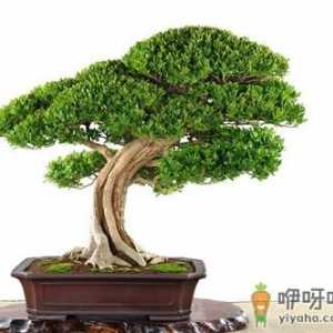 黄杨与家居风格的搭配-黄杨的养殖方法