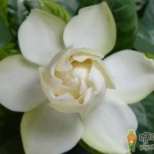 为什么你种的栀子花叶黄还不开花？