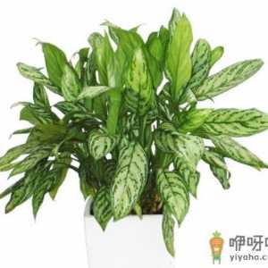 银皇后对家居环境的影响-银皇后的风水学应用
