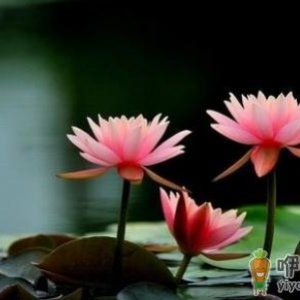 在家里种植睡莲？睡莲的种植方法