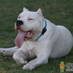 杜高犬多少钱一条？杜高犬如何喂养？