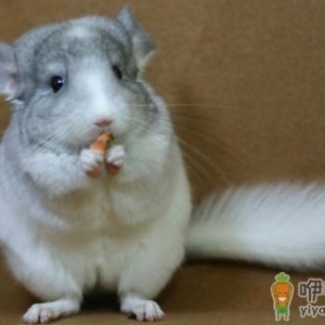 纯白龙猫的简介-纯白龙猫的饲养环境