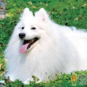 银狐的特征-银狐犬怎么喂养？