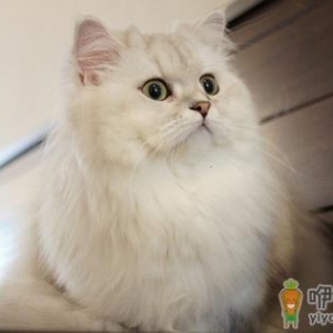 如何喂养波斯猫才科学