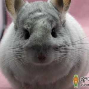 银斑龙猫怎么养？健康银斑龙猫的标准