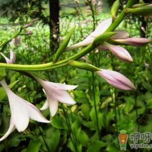 玉簪花的风水学应用-玉簪花的养殖方法