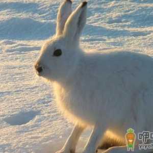 塔里木兔是什么品种？塔里木兔的简介