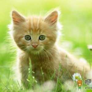 如何训练猫咪排泄习惯