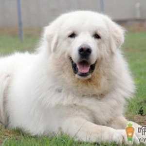 大白熊犬如何喂养？大白熊犬怎样训练？