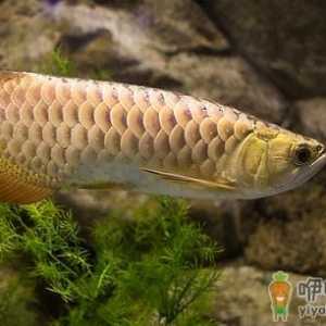 金龙鱼怎么养？金龙鱼如何饲养？