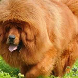高加索犬是什么品种？高加索犬怎么养？
