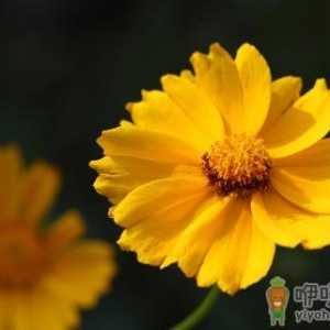 养出漂亮金盏菊花的方法