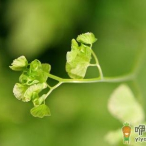 根外施肥的具体步骤方法