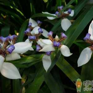 龙舌兰到底有毒吗？