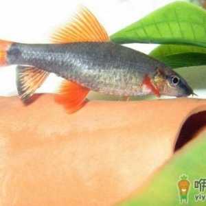 彩虹鲨的简介-彩虹鲨的体型特征