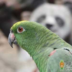 绿颊锥尾鹦鹉的外形特征 绿颊锥尾鹦鹉的简介