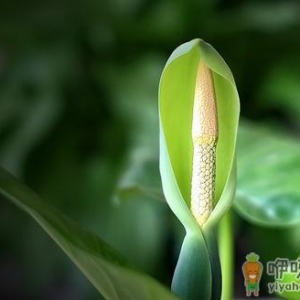 滴水观音是什么？滴水观音怎么养护？